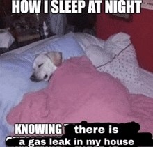 a dog is laying in a bed with a pink blanket and a meme that says how i sleep at night