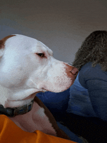 a close up of a dog 's face with a collar that says ' collar ' on it