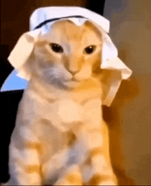 a cat wearing a white hat with a blue band around its head