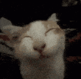 a white and orange cat is smiling with its eyes closed .