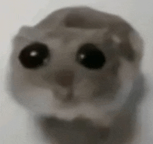 a close up of a hamster 's face with big black eyes