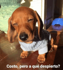 a dachshund wearing a sweater is sitting on a wooden floor