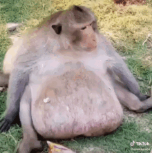 a fat monkey is sitting on the grass with a large belly and a bag of chips .