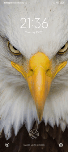 a close up of an eagle 's face with the time 20:36