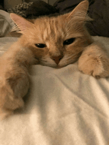 a cat is laying on a bed with its head on a white blanket