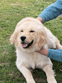 a person petting a puppy in the grass with its tongue out