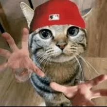 a cat wearing a red hat is reaching out towards a person 's hands .