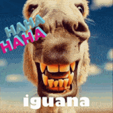 a picture of a camel with the words " haha haha iguana " written on it