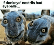 two donkeys are looking at the camera with a caption that says if donkeys nostrils had eyeballs ...