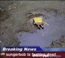 a spongebob is floating in a puddle of water .