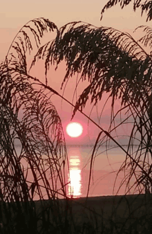 the sun is setting over a body of water behind tall grass