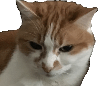 a close up of a brown and white cat 's face on a white background