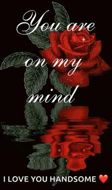 a red rose with the words " you are on my mind " written on it
