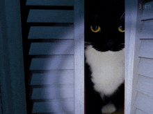 a black and white cat peeking out of a door with the time of 3 am on the screen