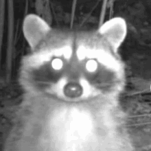 a black and white photo of a raccoon with bright eyes .