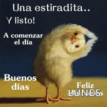 a picture of a chicken with the words una estirada y listo a comenzar el dia buenos dias feliz lunes