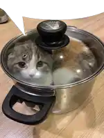 a cat is sitting inside of a pot with a glass lid