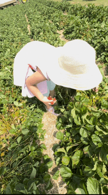 a woman in a white hat picking strawberries in a field