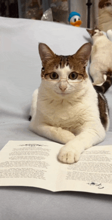 a cat wearing glasses sits on a couch reading a book