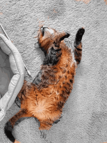 a cat is laying on its back on a carpet next to a dog bed