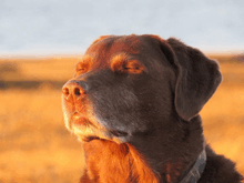 a close up of a dog 's face with his eyes closed