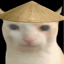 Cats Rice Hat Meme