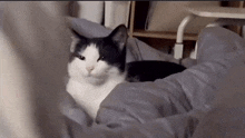 a black and white cat laying on a bed with a blanket