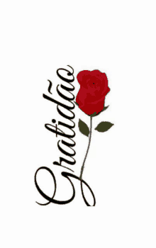 a red rose with the word gratidao written on it