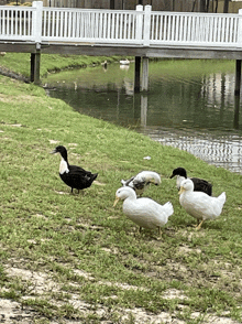 a group of ducks are standing in the grass near a bridge