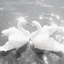 two white swans are standing next to each other in the water and making a heart shape with their necks .