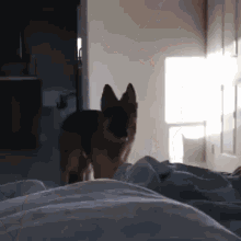 a german shepherd is standing on a bed in a dark room