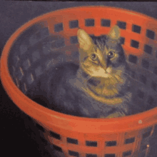 a cat is sitting in a red basket looking at the camera