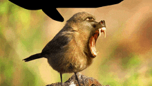 a bird that looks like a baboon with its mouth wide open