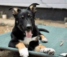 a black and brown dog laying on a green blanket with its tongue hanging out