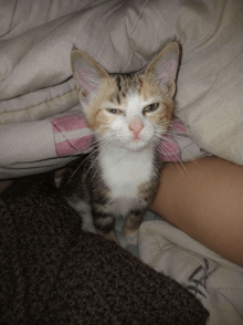 a brown and white kitten is laying on a bed