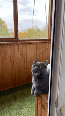 a gray cat with its mouth open is laying on a window sill