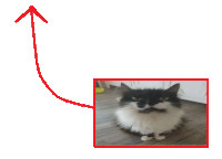 a red arrow points up to a picture of a cat