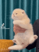 a person is holding a small white kitten in their hands
