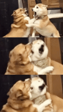 a couple of dogs are hugging each other with one yawning