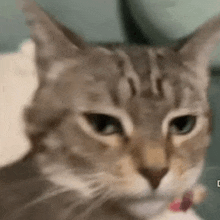 a close up of a cat 's face with a pink collar .