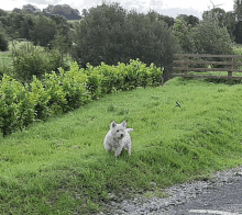 a small white dog standing in the grass near a road