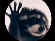 a raccoon is waving at the camera through a glass door .