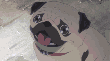 a pug dog with the letters afo on its collar