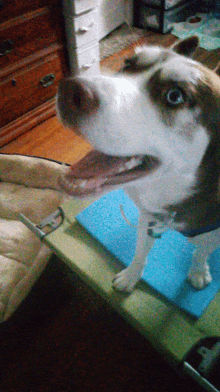 a brown and white dog with its tongue hanging out