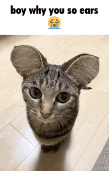 a picture of a cat with the words boy why you so ears