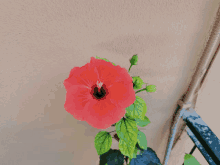 a red flower with green leaves is against a wall