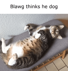 a cat laying on its back with the caption blawg thinks he dog above it