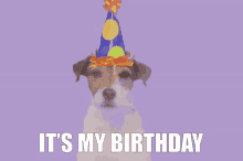 a dog wearing a party hat with the words " it 's my birthday " below it