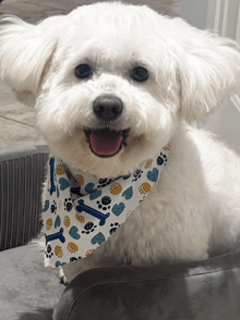 a small white dog wearing a bandana with paw prints on it