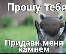 a picture of a raccoon with headphones on its head and the words " proshy teba " in white letters